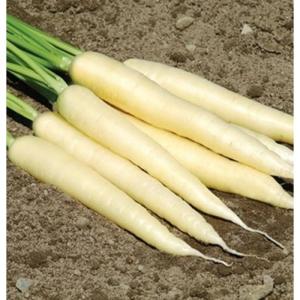 Морковь Мармелад белый