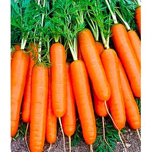 Морковь Нарбонне 